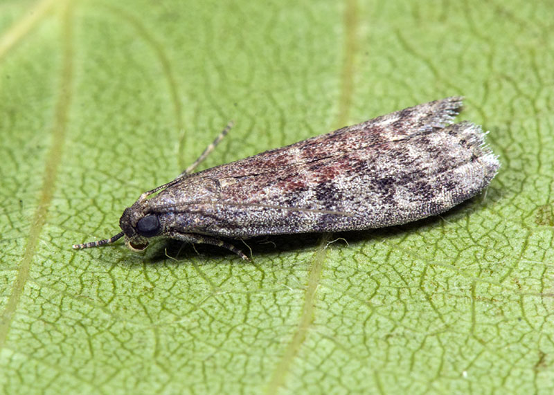 Pyralidae da id. Ephestia woodiella (Cfr)